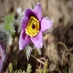 lazada开店入驻流程