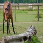 tiktok怎么看不了