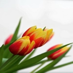 安卓手机怎么下载tiktok国际版