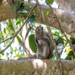 英属维尔京群岛注册公司:全球商业的优选之地