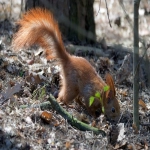 专利权人可以有几个人 ？
