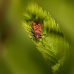 探索哼哼猫官网