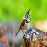 如何成为唯品会商家?