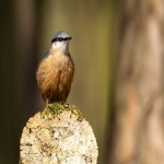 海关数据哪家比较好