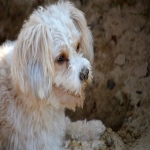 国内如何使用tiktok