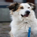 亚马逊头程运费