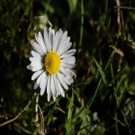 常见的亚马逊选品软件