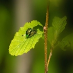 facebook竞价策略