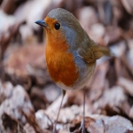 亚马逊入驻步骤