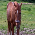 如何应对亚马逊销售竞争