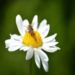 Lazada菲律宾:东南亚电商巨头的海岛新篇章