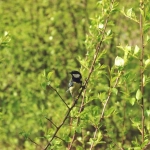 亚马逊CPC是什么意思啊？