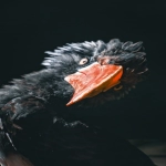 谷歌使用的优势和功能特点是什么?