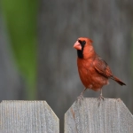 lazada是什么平台