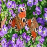 怎样做跨境电商