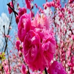 跨境电商eBay运营流程有哪些