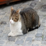 stripe支付的注意事项有哪些？