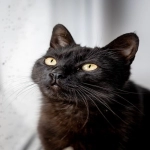 专利申请人与发明人区别