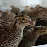 怎样做好产品推广