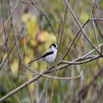 广交会办证指南