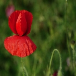 外贸业务员是干什么的