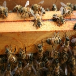 Bing字典及其优势与高效使用方法