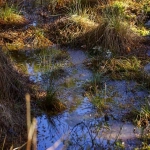 在亚马逊平台被侵权怎么进行投诉