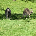 非洲电商平台有哪些