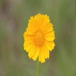 洋葱海外仓的特点和优势有哪些?