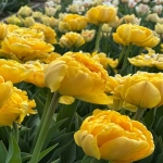 国外的购物网站哪些适合跨境卖家?