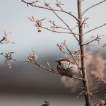 全面解析:Bing信息流推广开户与广告投放策略