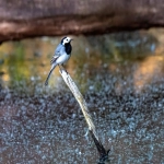 国际买家指南:电商推广必备关键要点,提高点击率的秘诀大揭秘