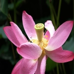 不同泳衣外贸采购平台的特点