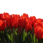 ramadan是什么节日