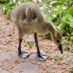 速卖通选品的渠道和方法有哪些？