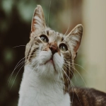 Vkontakte代运营哪家比较好