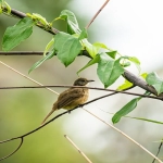 Vkontakte代运营公司哪家好？