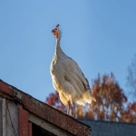 bingabinga：成为资深跨境卖家的秘诀与前景