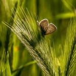 如何在pinterest使用付费广告