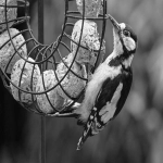 如何使用DHL快递下单寄件