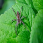 海关官网个人额度查询系统怎么使用