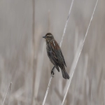 云解析dns有什么用-怎么刷新dns-