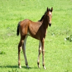 亚马逊标题：电商推广的关键