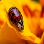 阿里图片翻译:打破语言障碍的视觉解决方案