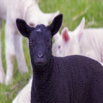 谷歌入口：探索互联网巨头的门户与服务