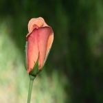 怎么注册ozon店铺,俄罗斯ozon入驻条件及流程