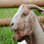 海外仓有哪些公司