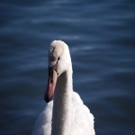 谷歌云服务器Google Cloud是干什么的,谷歌云怎么使用