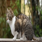 如何在国内畅享TikTok？