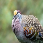 比较知名的海外仓